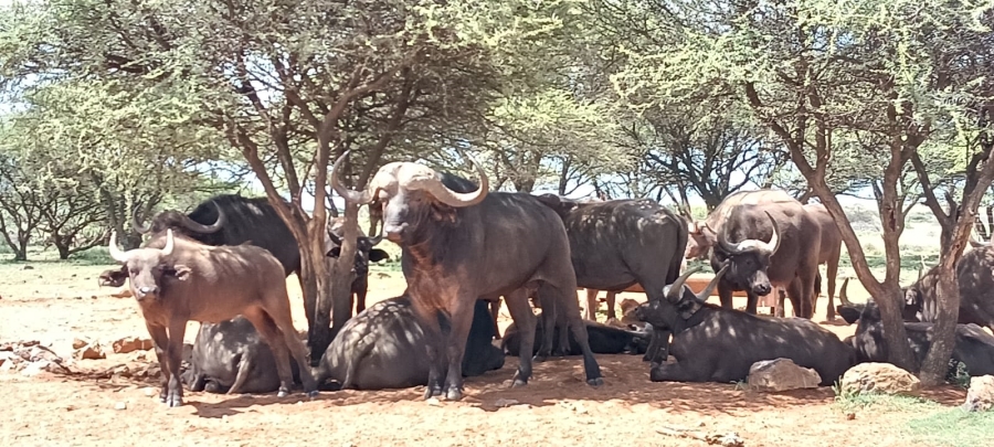 3 Bedroom Property for Sale in Boshof Free State